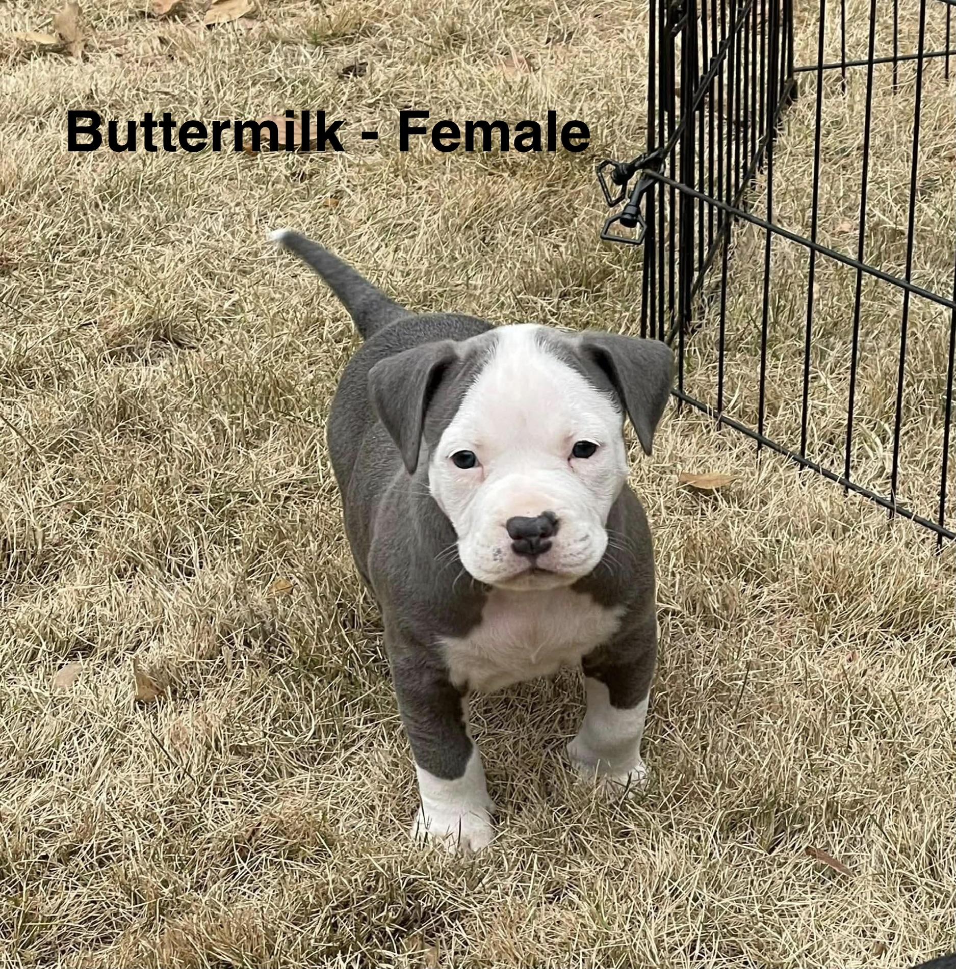 Enlarge Buttermilk, an adopted mixed breed in Crystal Lake, IL image 1/5