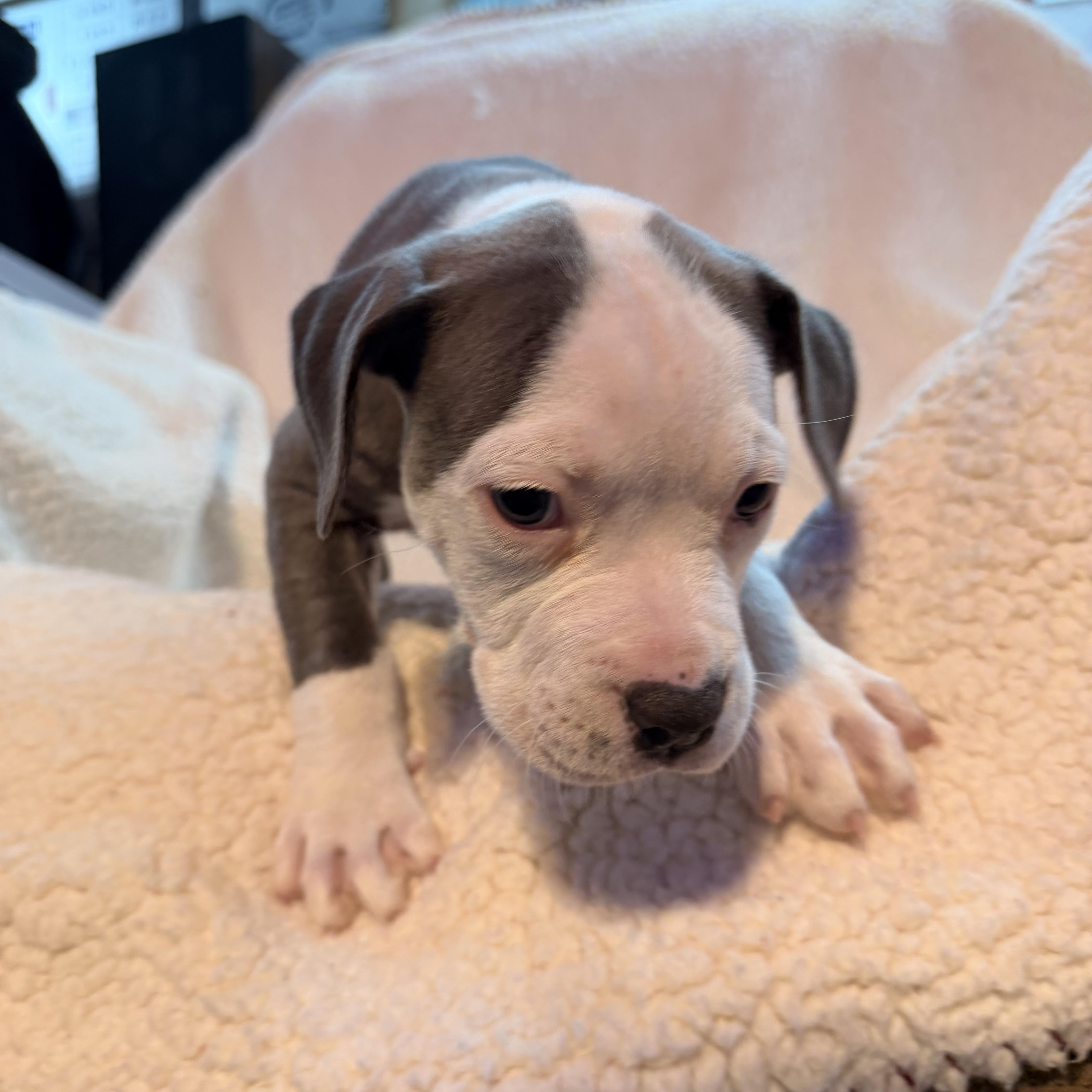 Enlarge Buttermilk, an adopted mixed breed in Crystal Lake, IL image 4/5