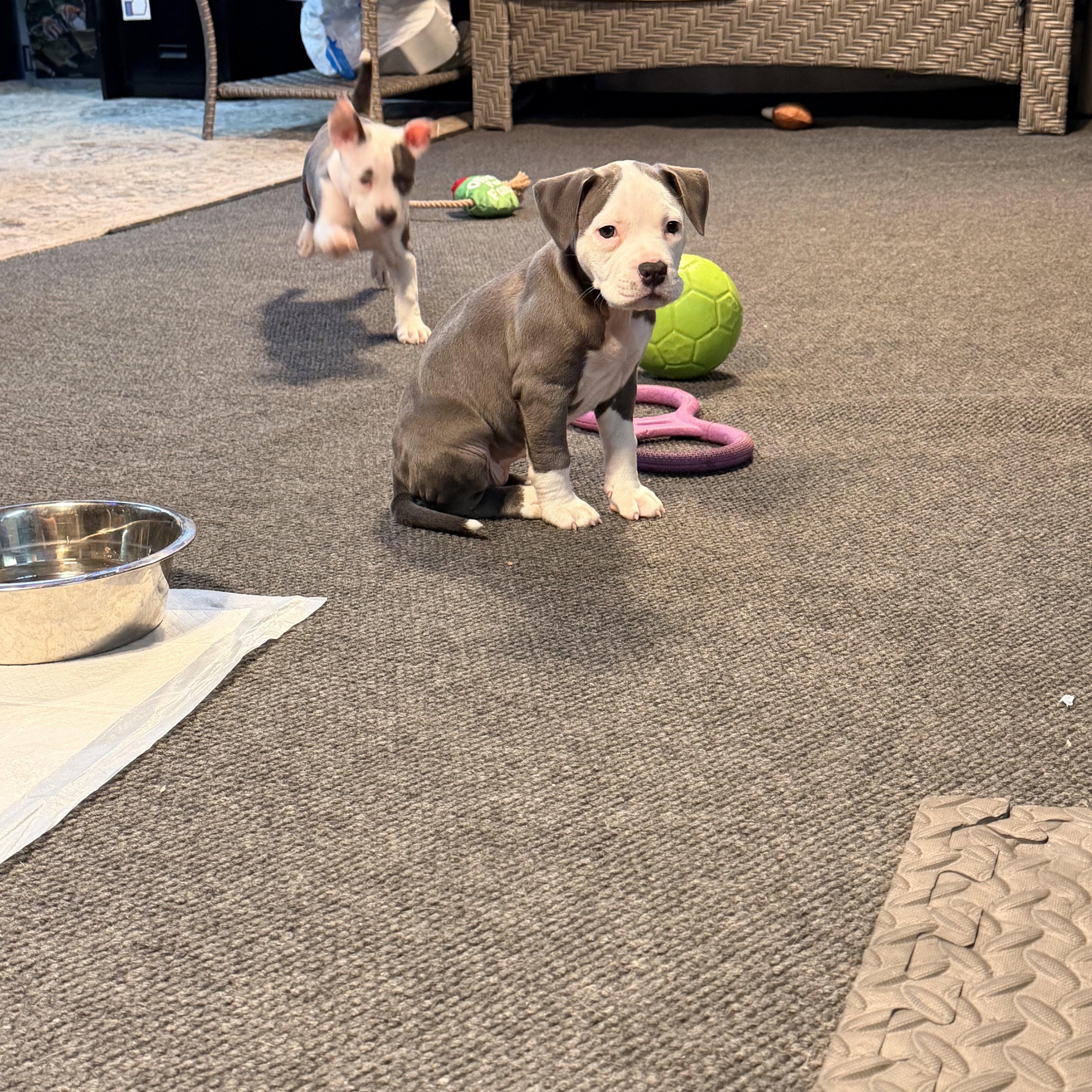 Enlarge Buttermilk, an adopted mixed breed in Crystal Lake, IL image 2/5