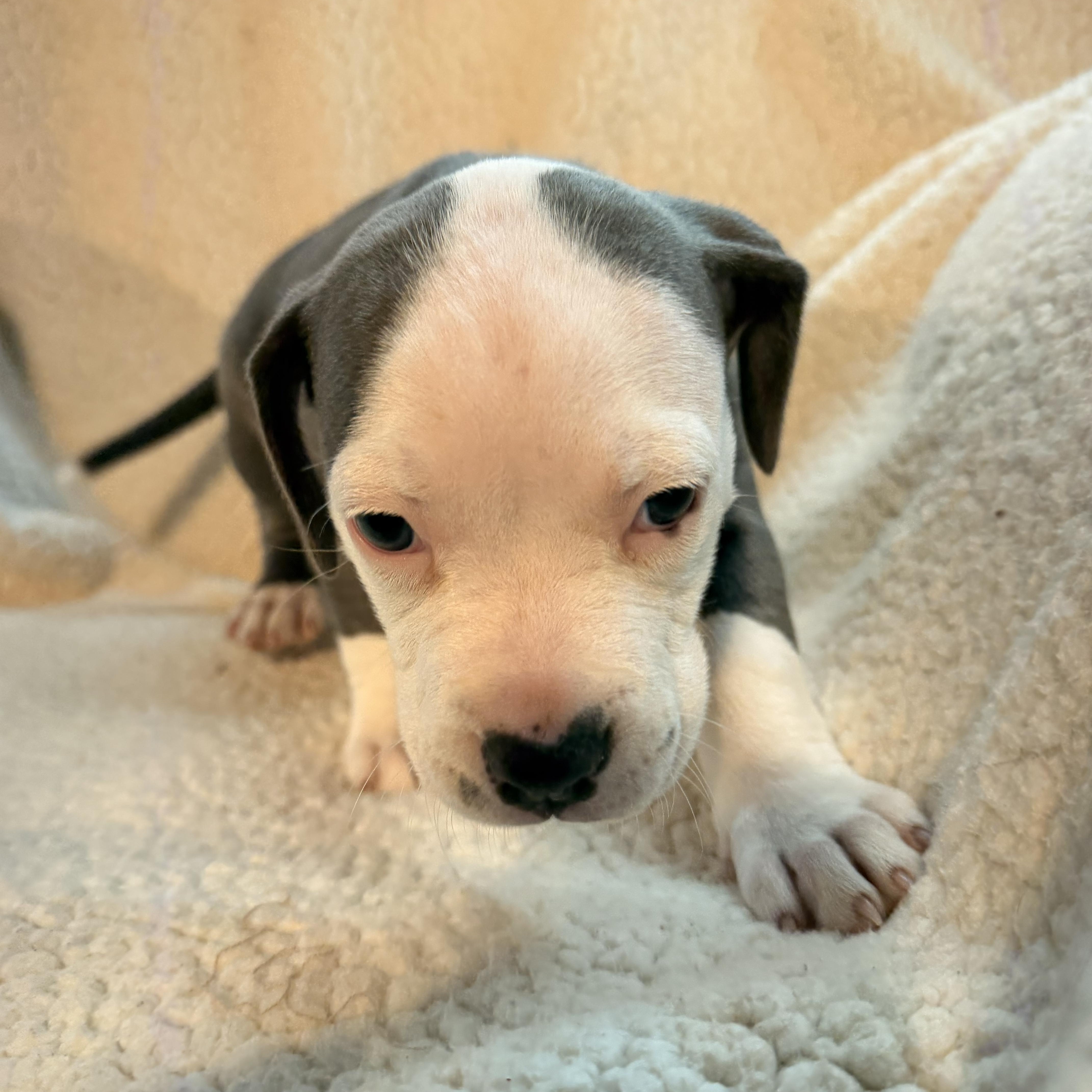 Enlarge Buttermilk, an adopted mixed breed in Crystal Lake, IL image 3/5