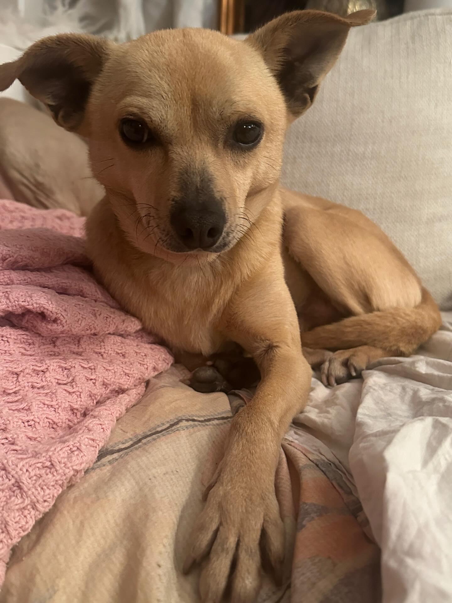 Little Brother thumbnail 5