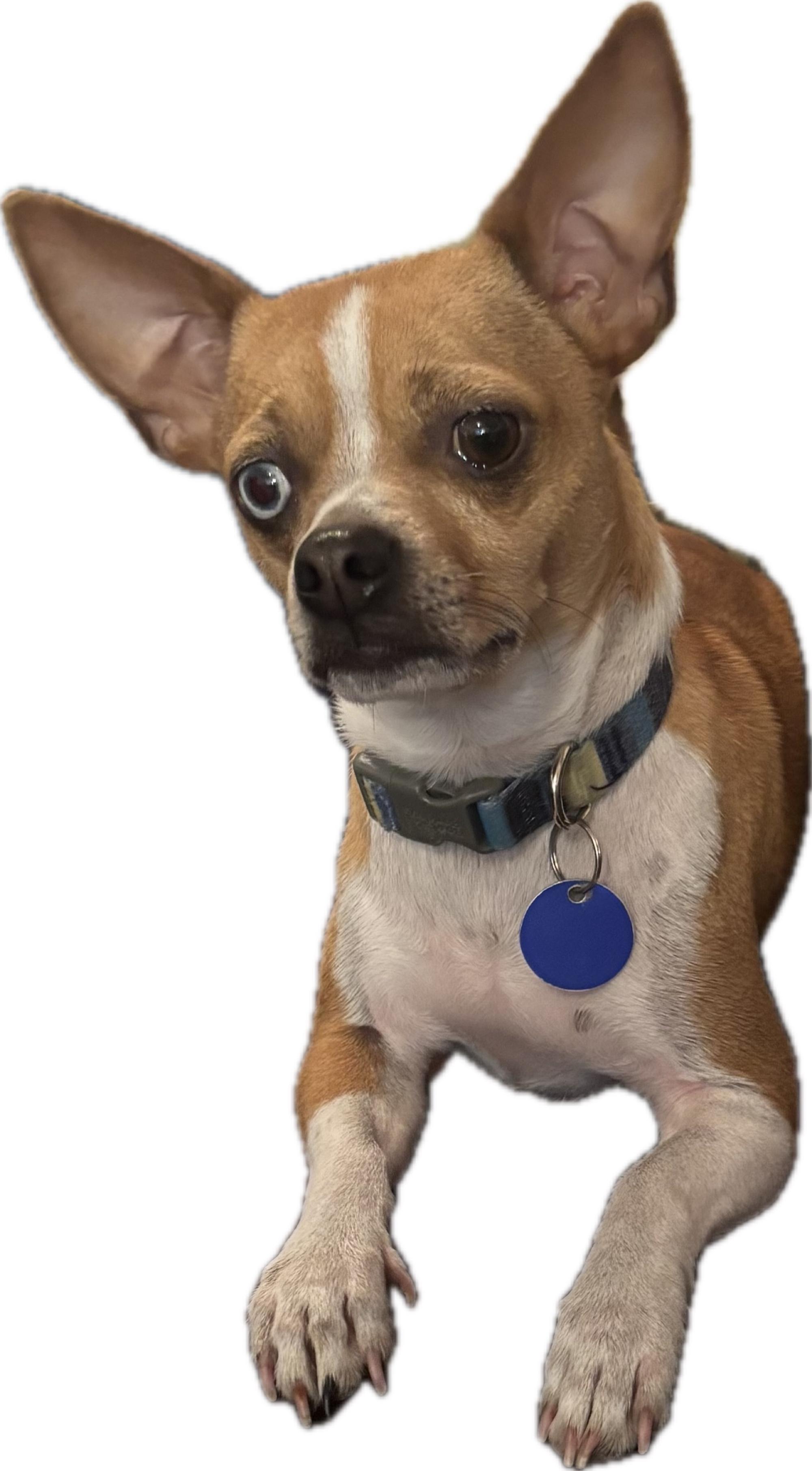 Storm, ADOPTABLE, Young Male Chihuahua & Jack Russell Terrier.