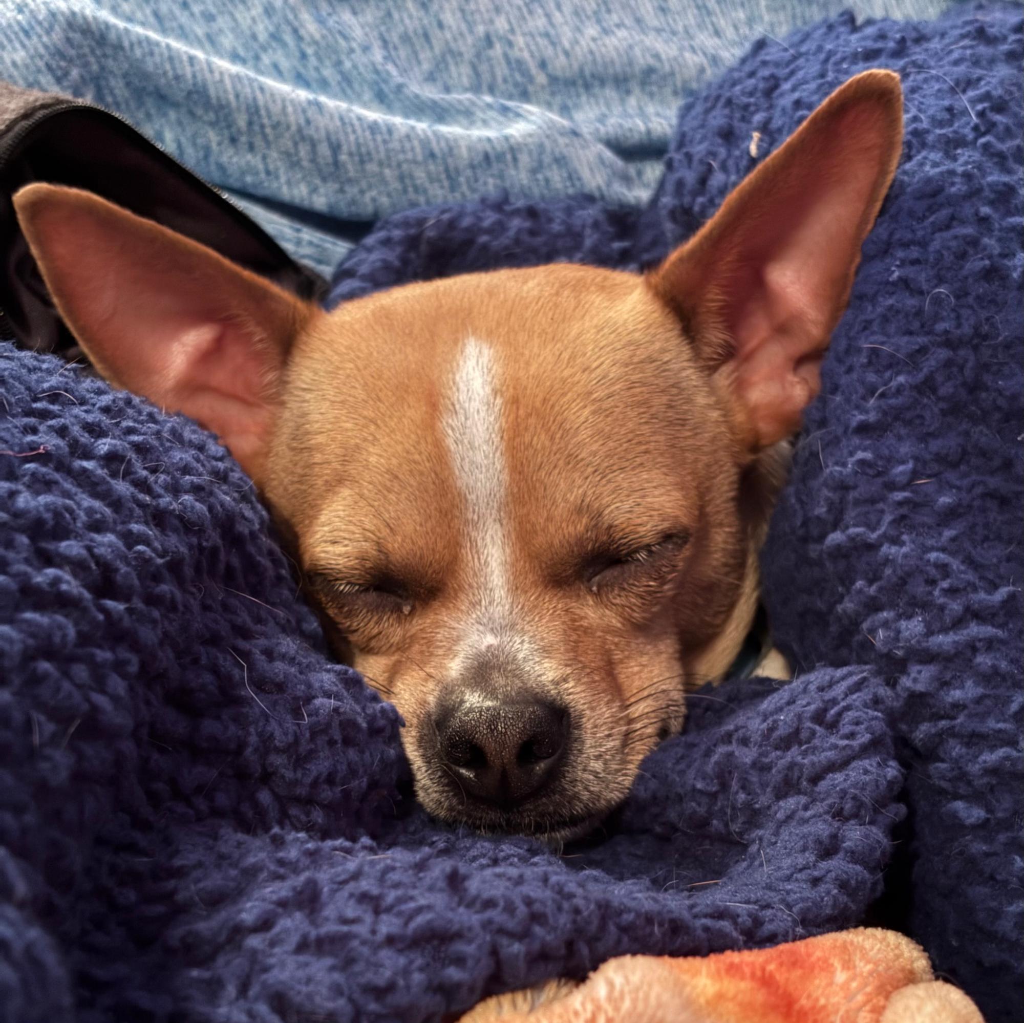 Enlarge Storm, a ADOPTABLE mixed breed in Orange Park, FL image 2/5