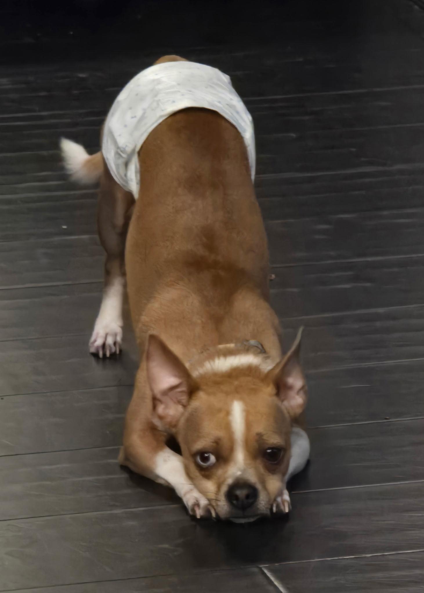 Enlarge Storm, a ADOPTABLE mixed breed in Orange Park, FL image 4/5