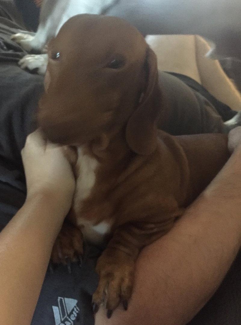 Enlarge Big Red, a Adopted Dachshund in San Antonio, TX image 1/3