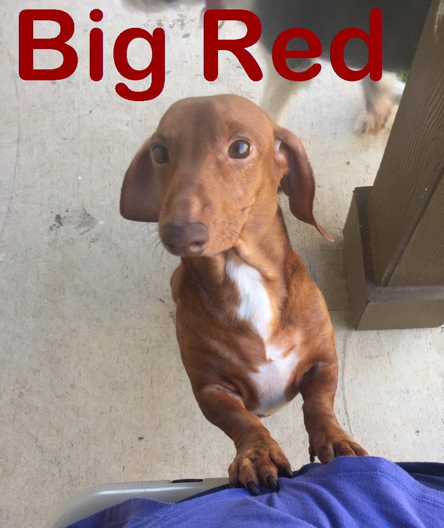 Enlarge Big Red, a Adopted Dachshund in San Antonio, TX image 2/3