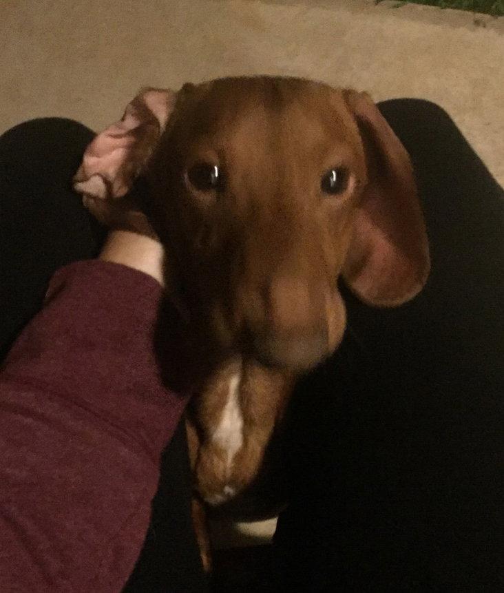 Enlarge Big Red, a Adopted Dachshund in San Antonio, TX image 3/3