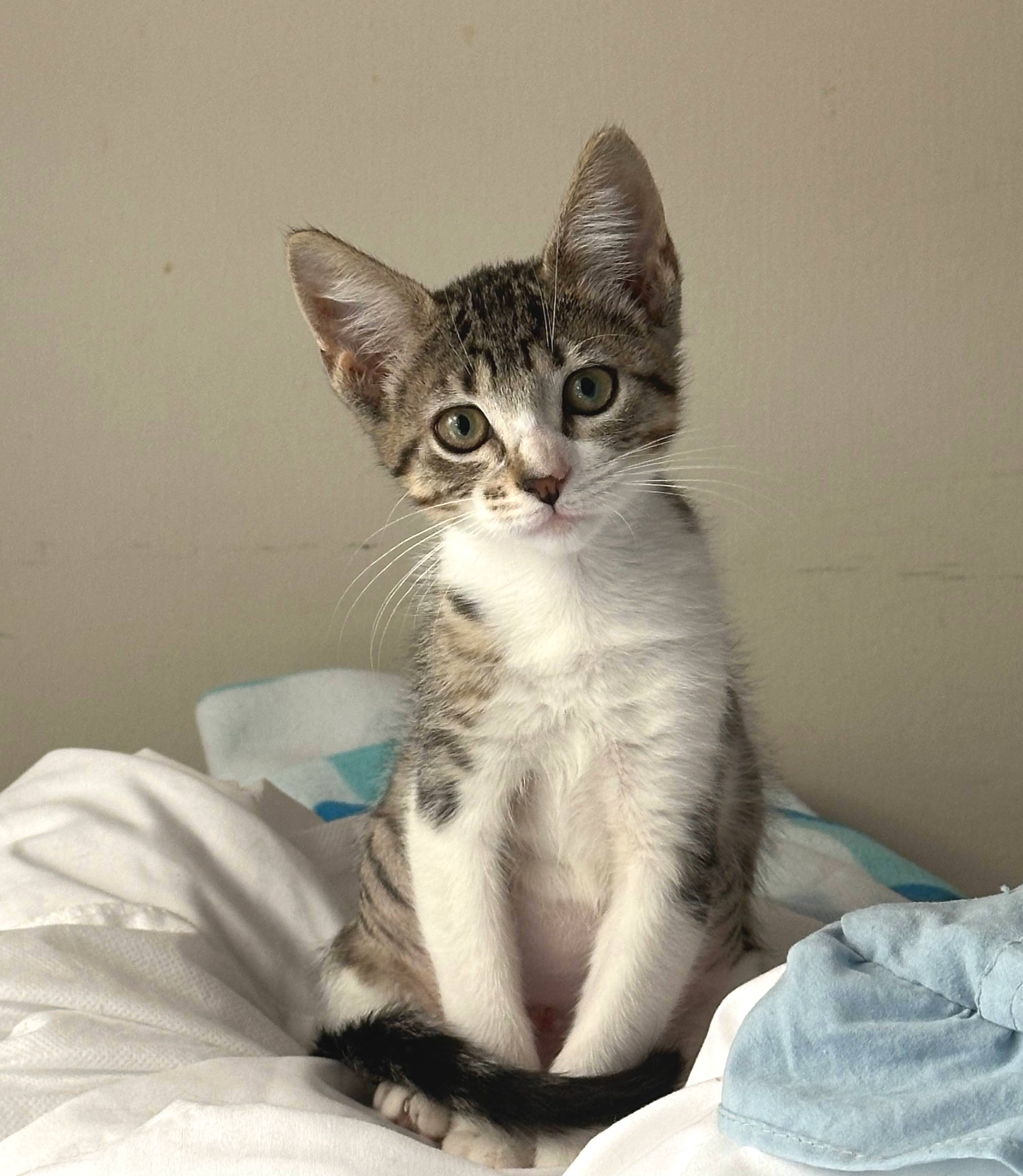 Cat for adoption Wren (sister of Tatum), a Domestic Medium Hair in