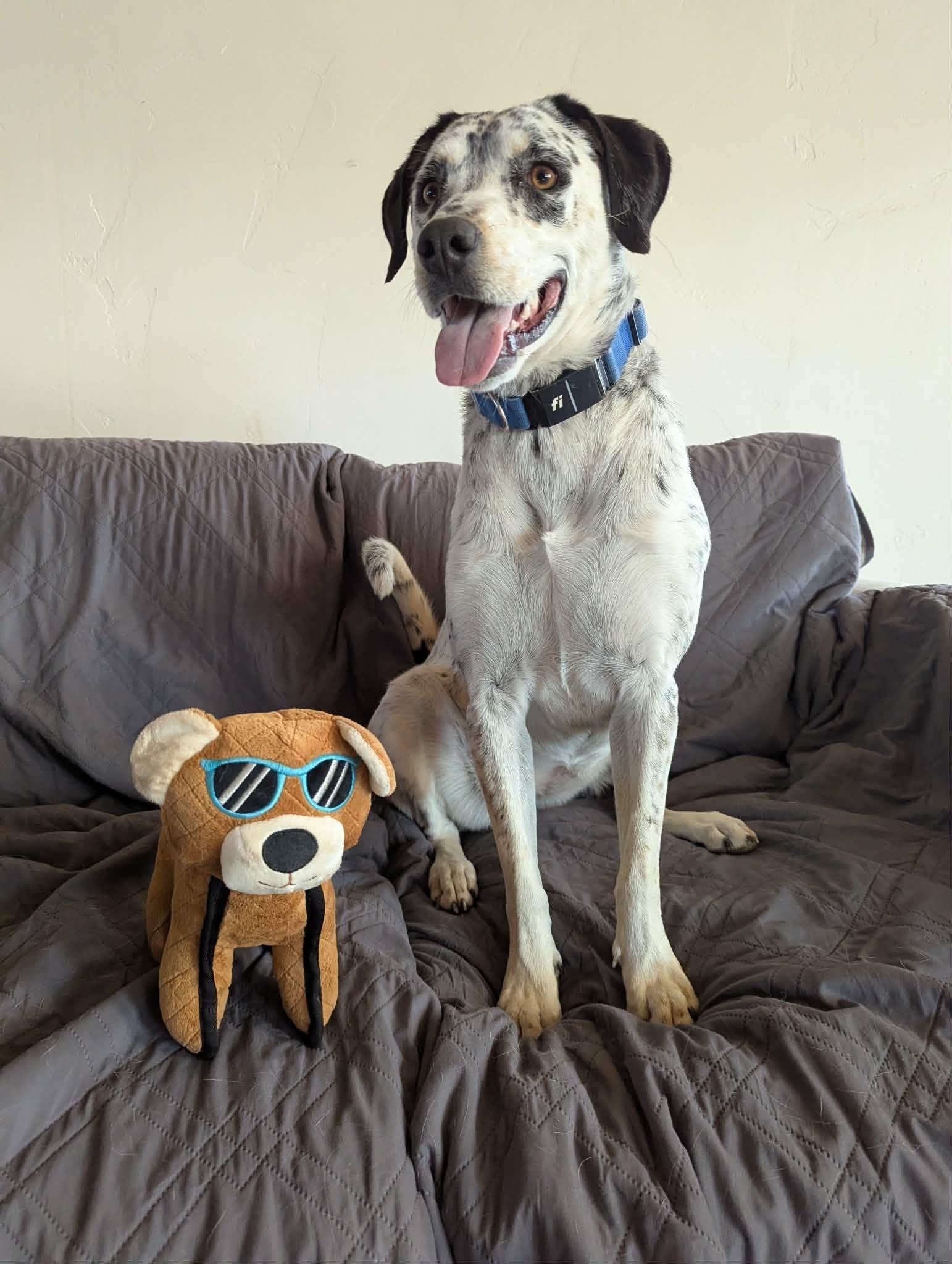 Enlarge Charli, a ADOPTABLE mixed breed in Bend, OR image 3/5