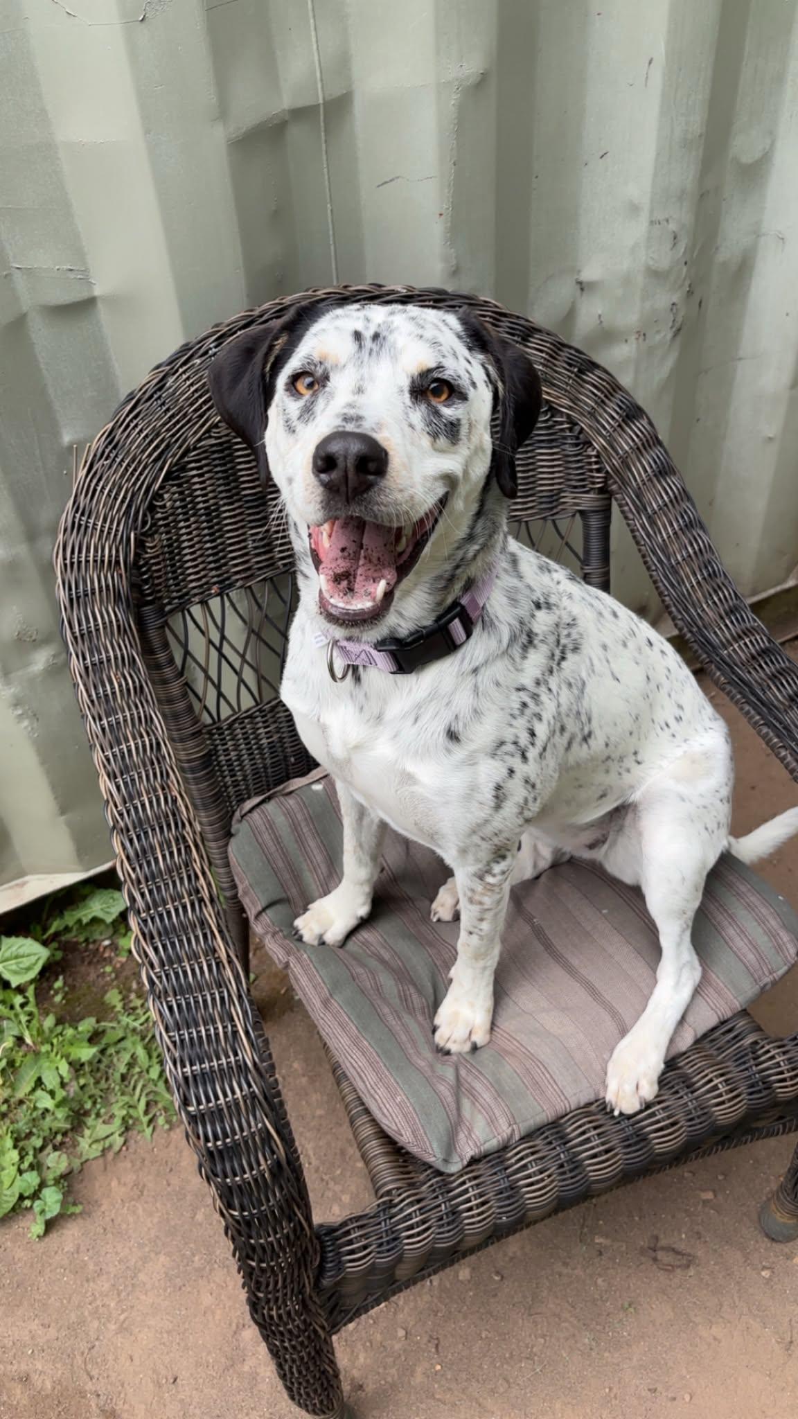 Enlarge Charli, a ADOPTABLE mixed breed in Bend, OR image 4/5