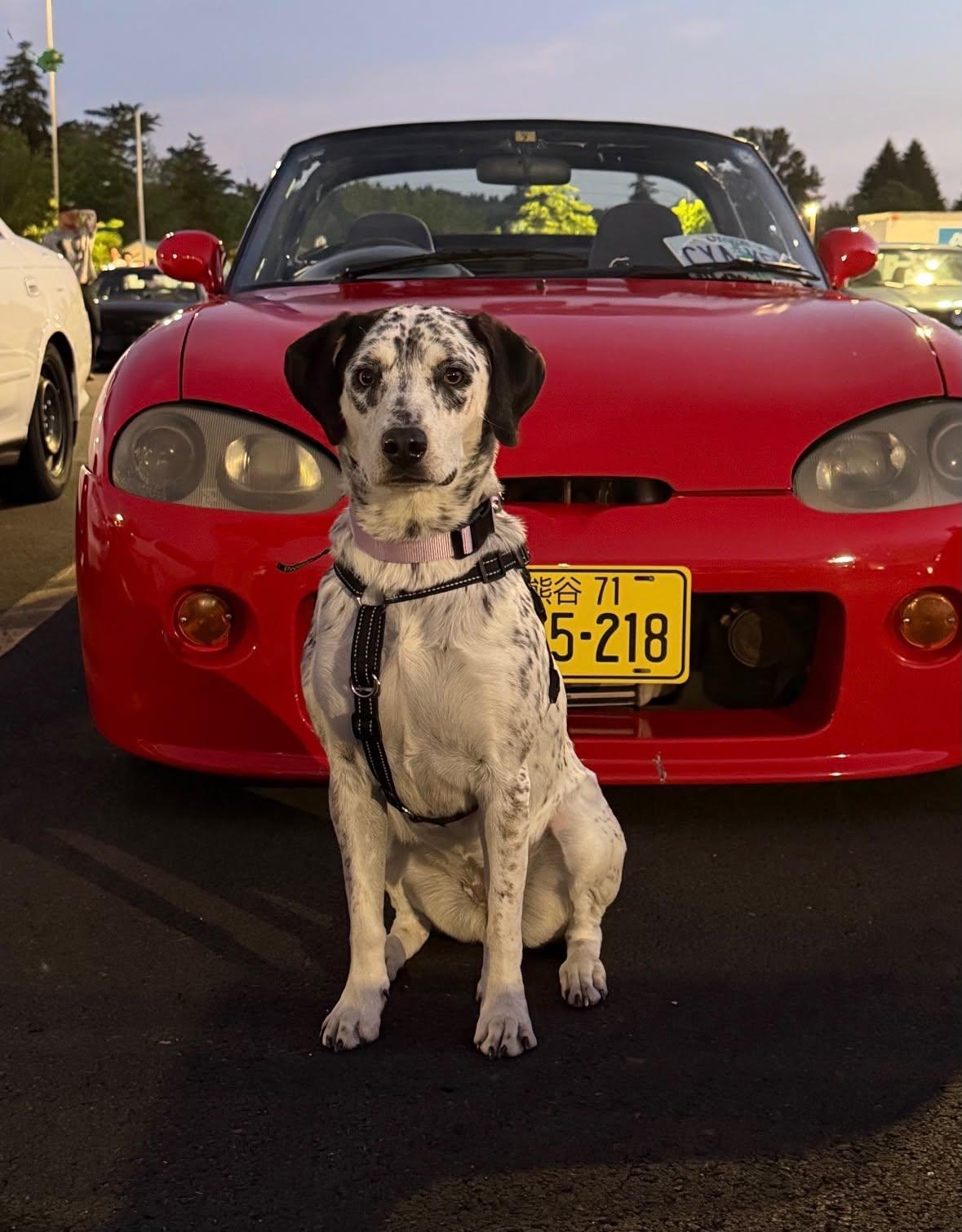 Charli, ADOPTABLE, Young Female Dalmatian.