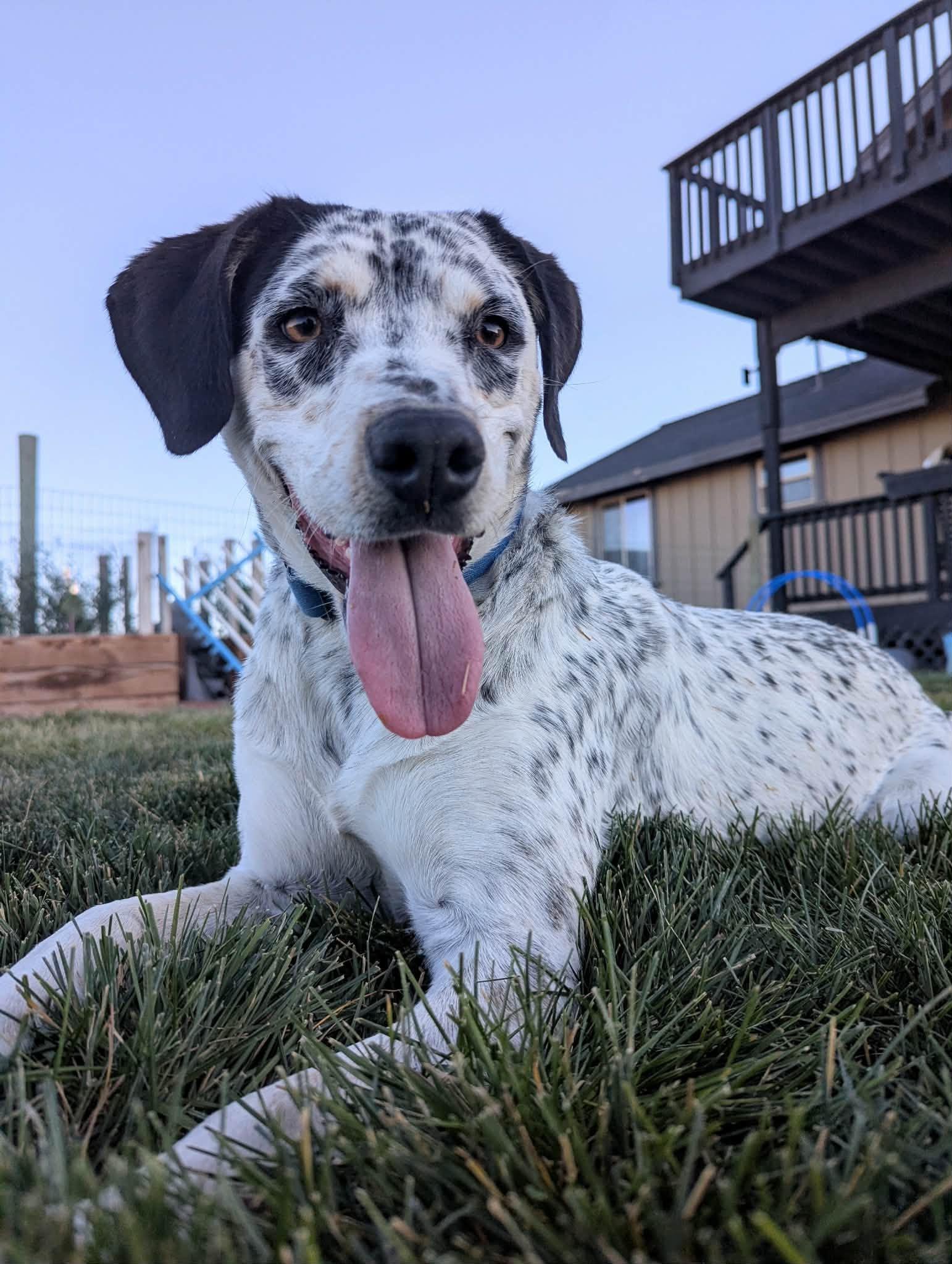 Enlarge Charli, a ADOPTABLE mixed breed in Bend, OR image 2/5
