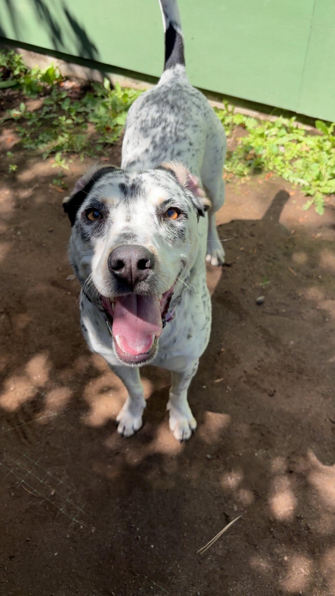 Enlarge Charli, a ADOPTABLE mixed breed in Bend, OR image 5/5