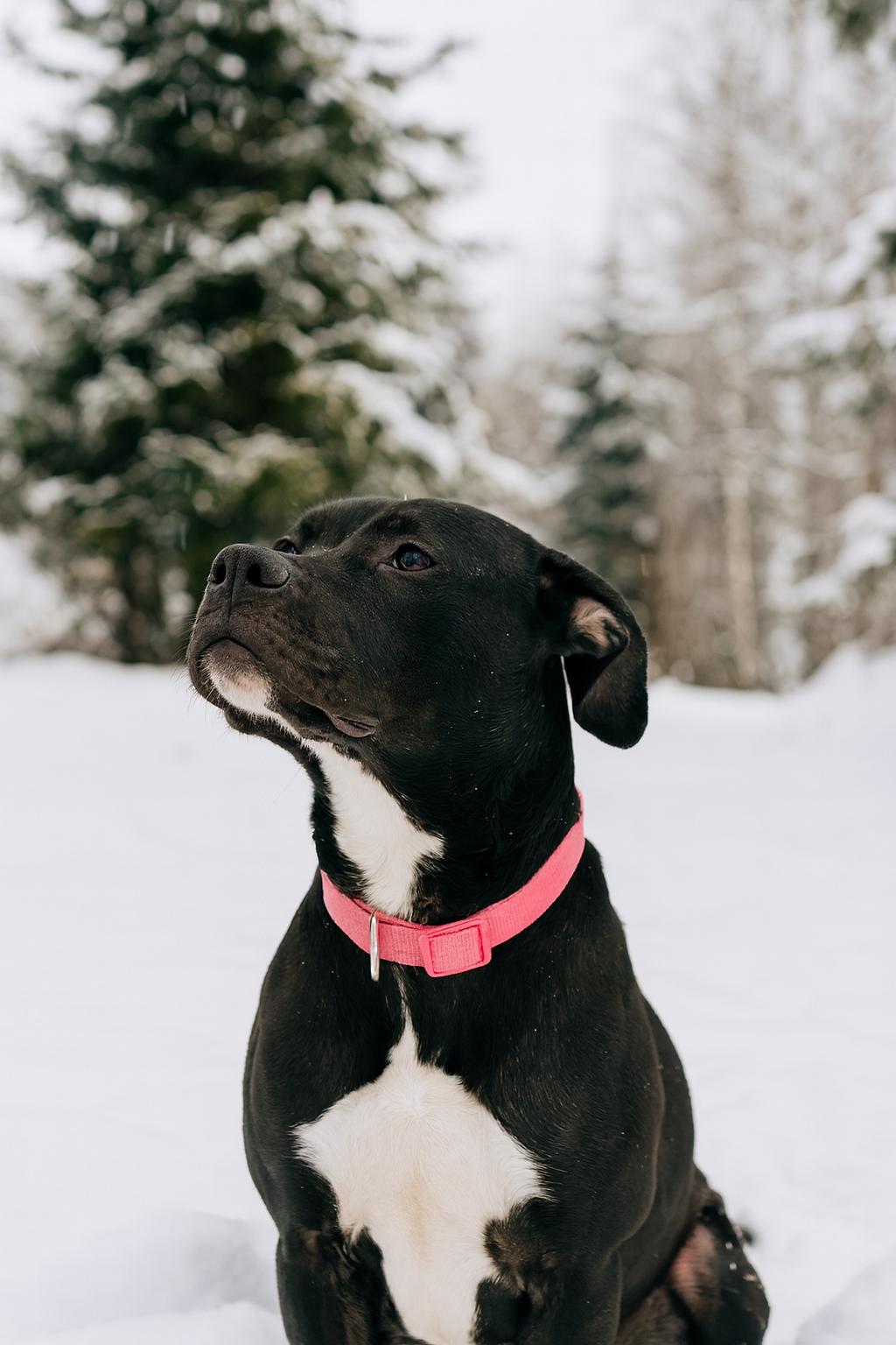 Sophie, Adoptable, Adult Female Labrador Retriever.