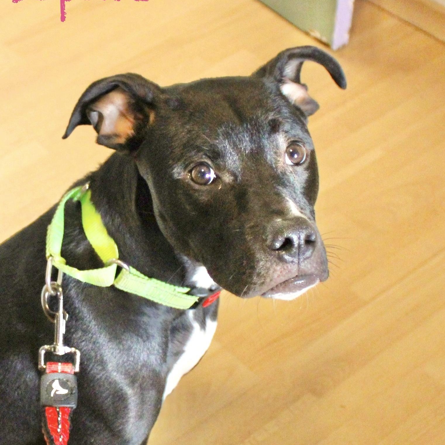 Sophie, Adoptable, Adult Female Labrador Retriever.