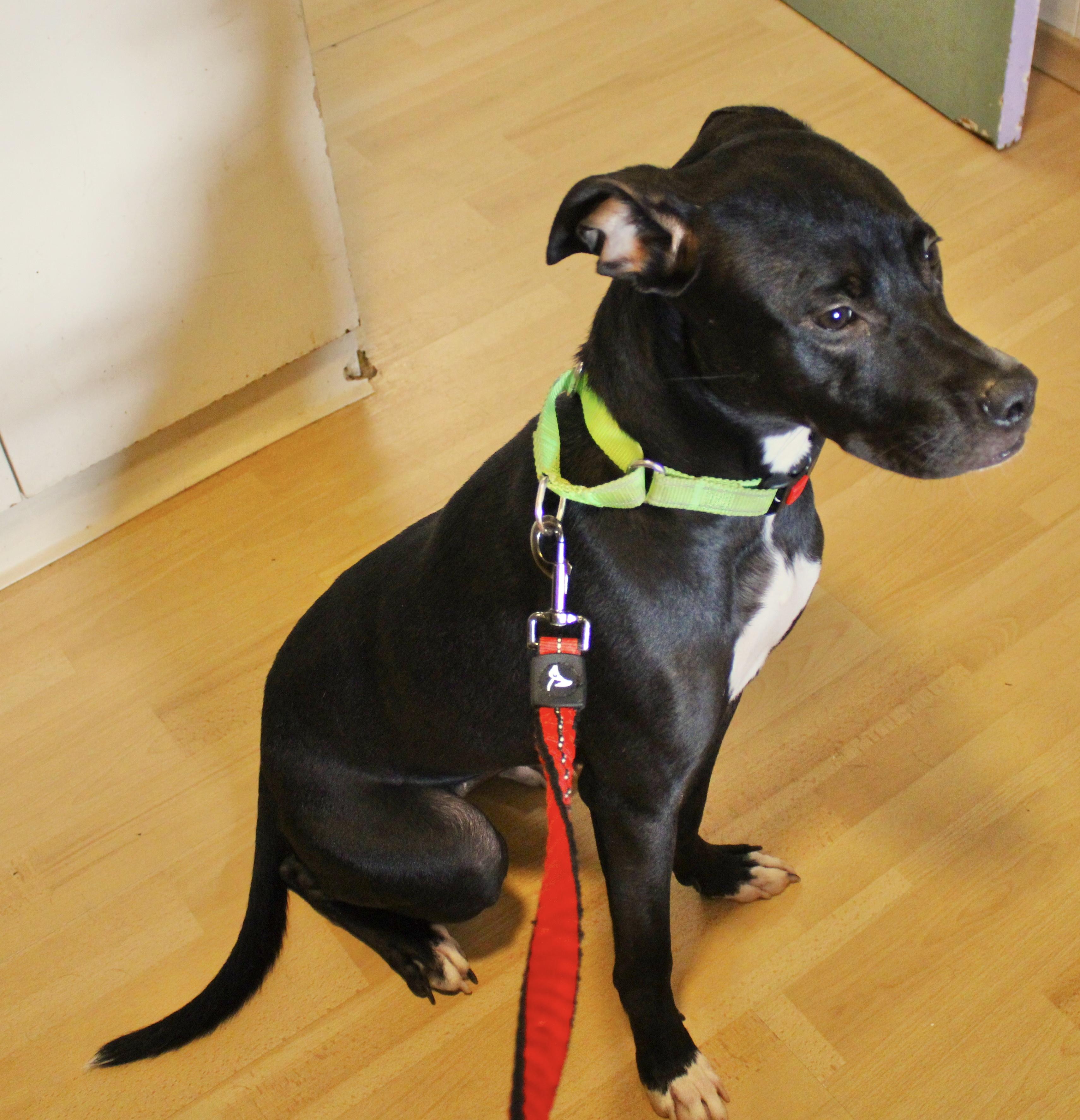 Sophie, a Adoptable Labrador Retriever in Manchester, CT image 2/2