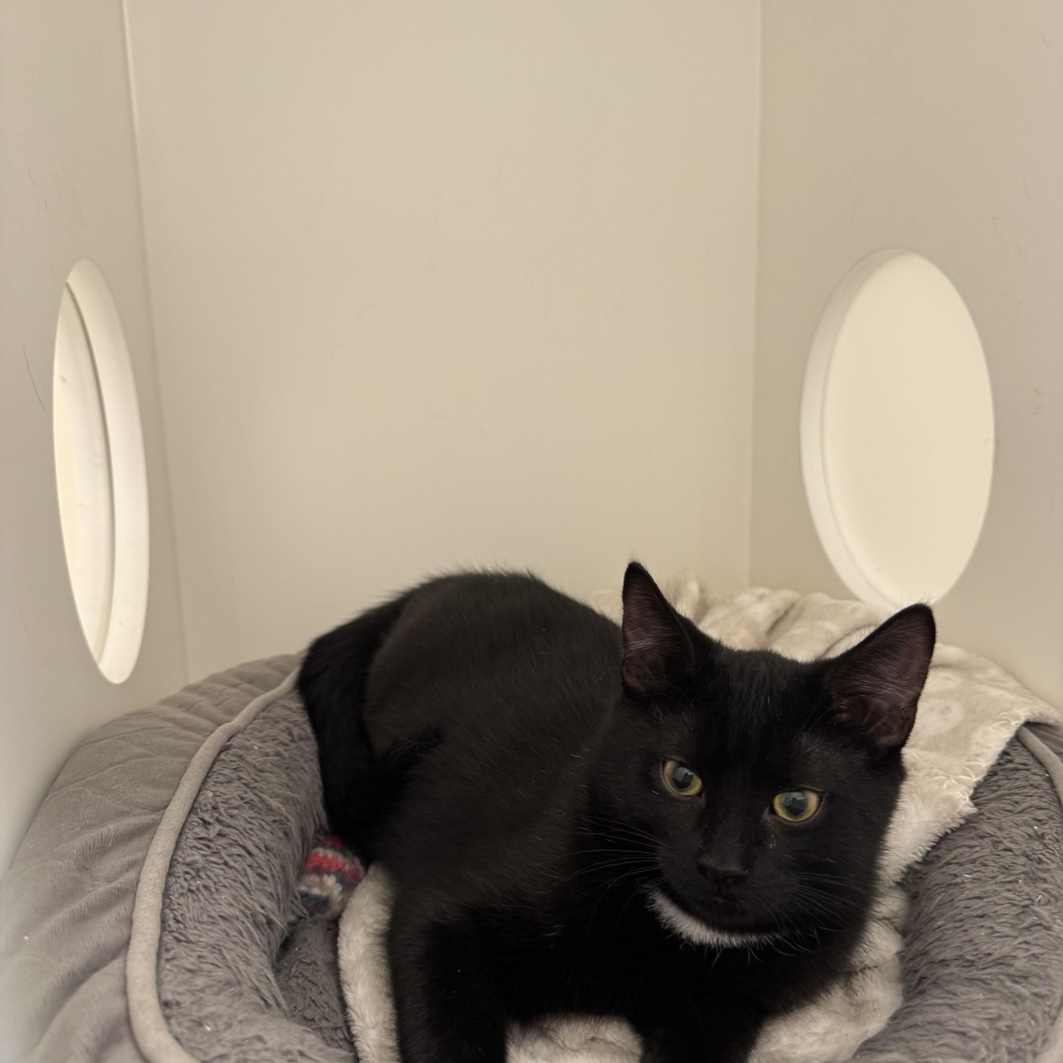 Enlarge Cupcake, a Adoptable Domestic Short Hair in St Thomas, ON image 1/2