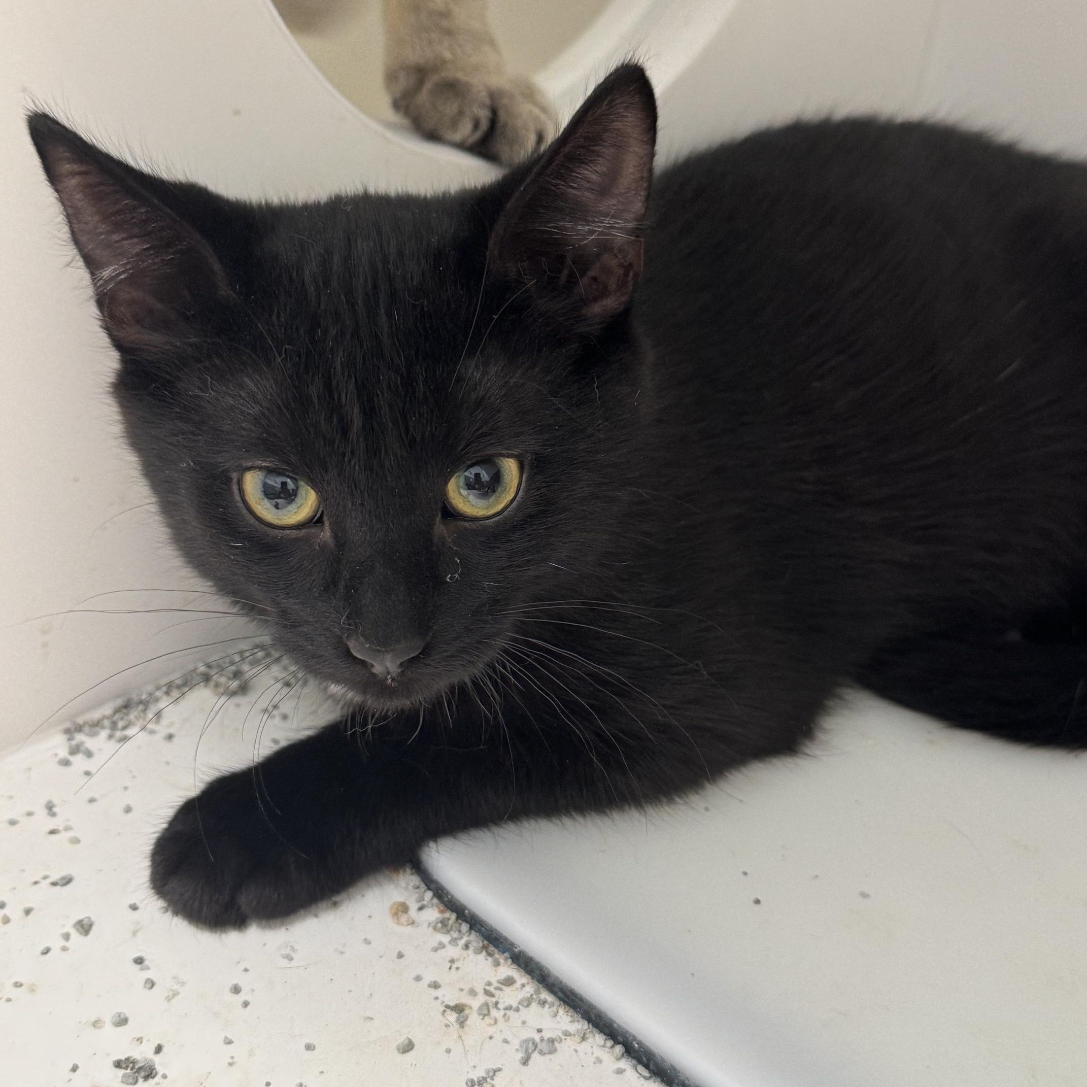 Enlarge Cupcake, a Adoptable Domestic Short Hair in St Thomas, ON image 2/2