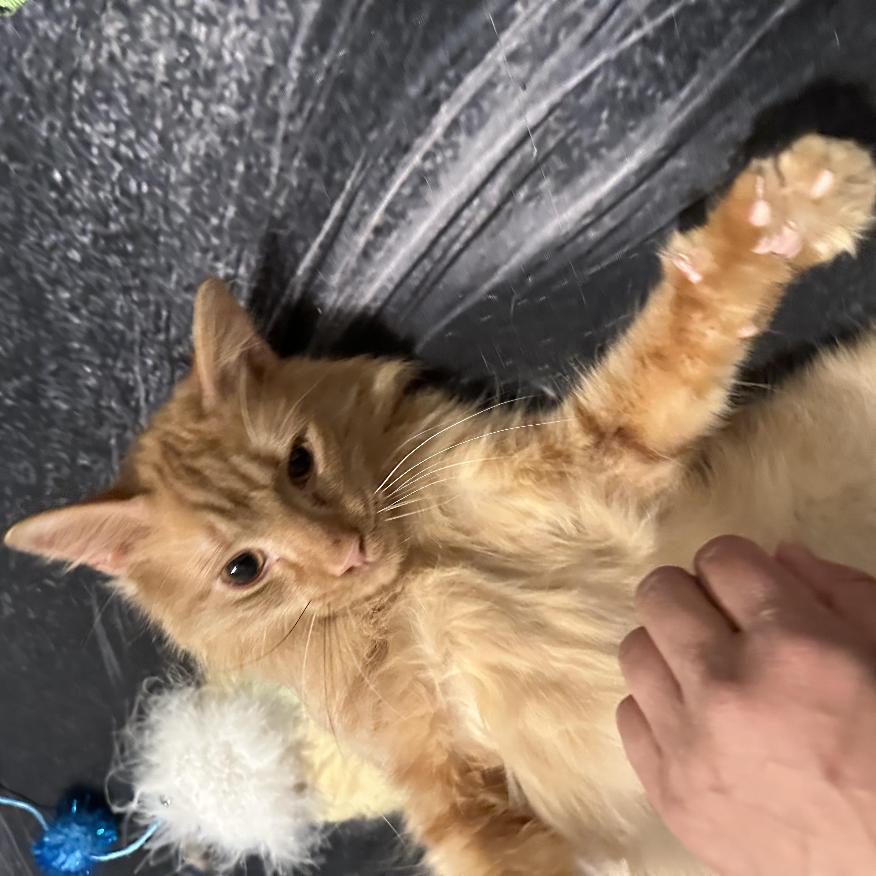 Enlarge Zeus, an adopted mixed breed in New York, NY image 3/5