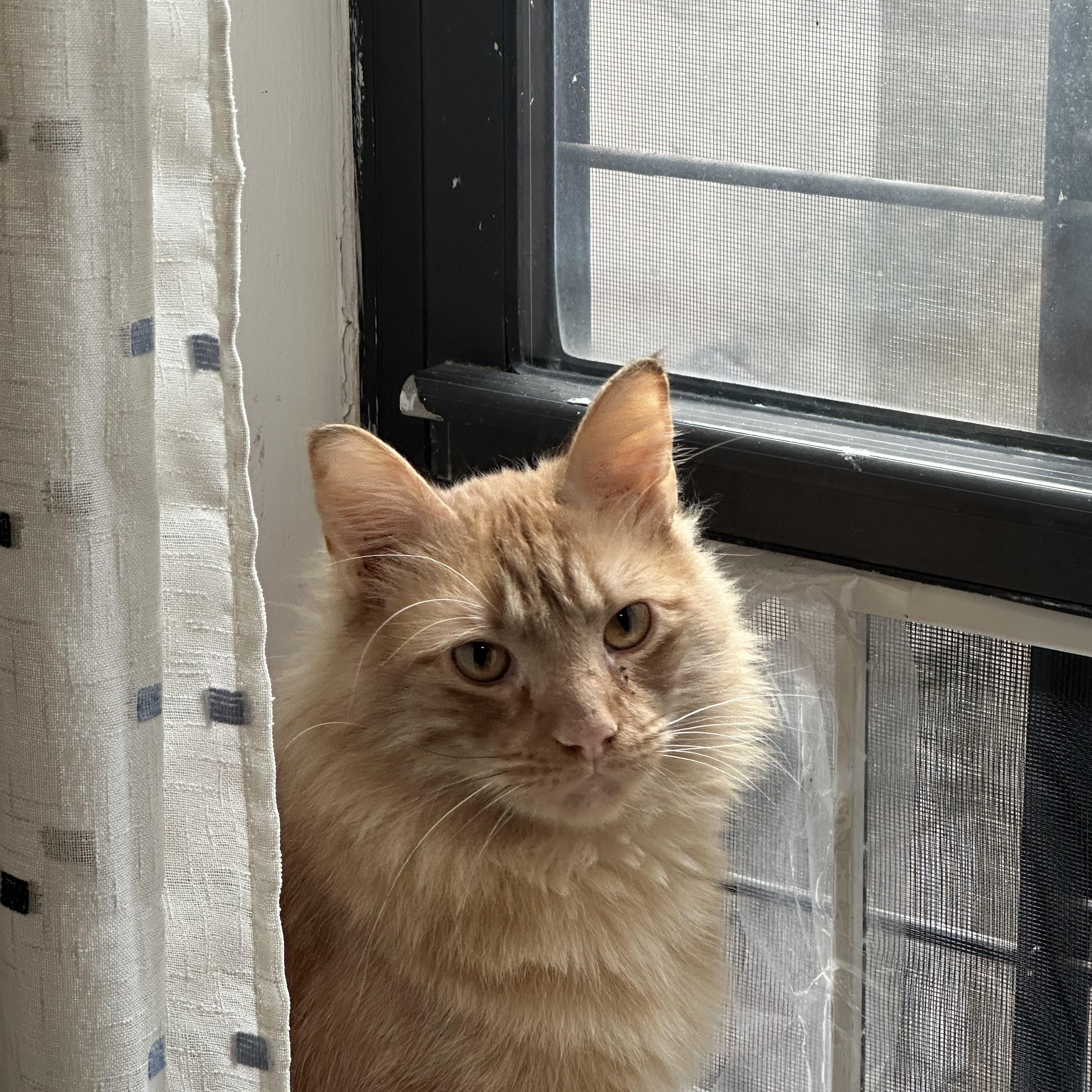 Zeus, adopted, Young Male Maine Coon & Tabby.