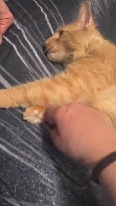 Enlarge Zeus, an adopted mixed breed in New York, NY video 4/5