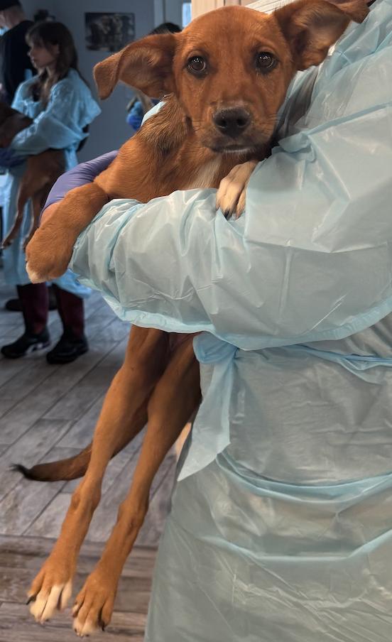 Sable, Adoptable, Puppy Female Mixed Breed.