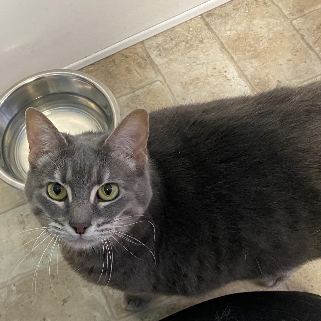 Prim, Adoptable, Senior Female Domestic Short Hair.