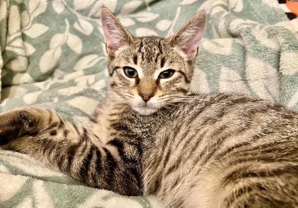 Enlarge Muffin, a Adoptable mixed breed in Vallejo, CA image 1/1