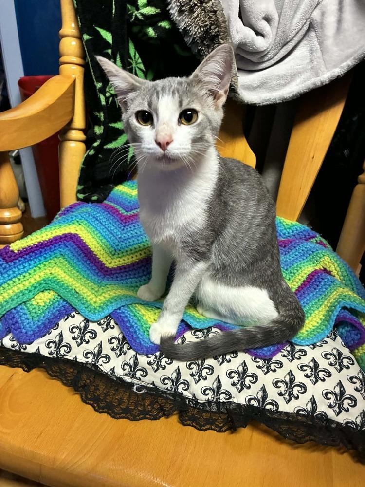 Bubbles, Adoptable, Kitten Female Domestic Short Hair.