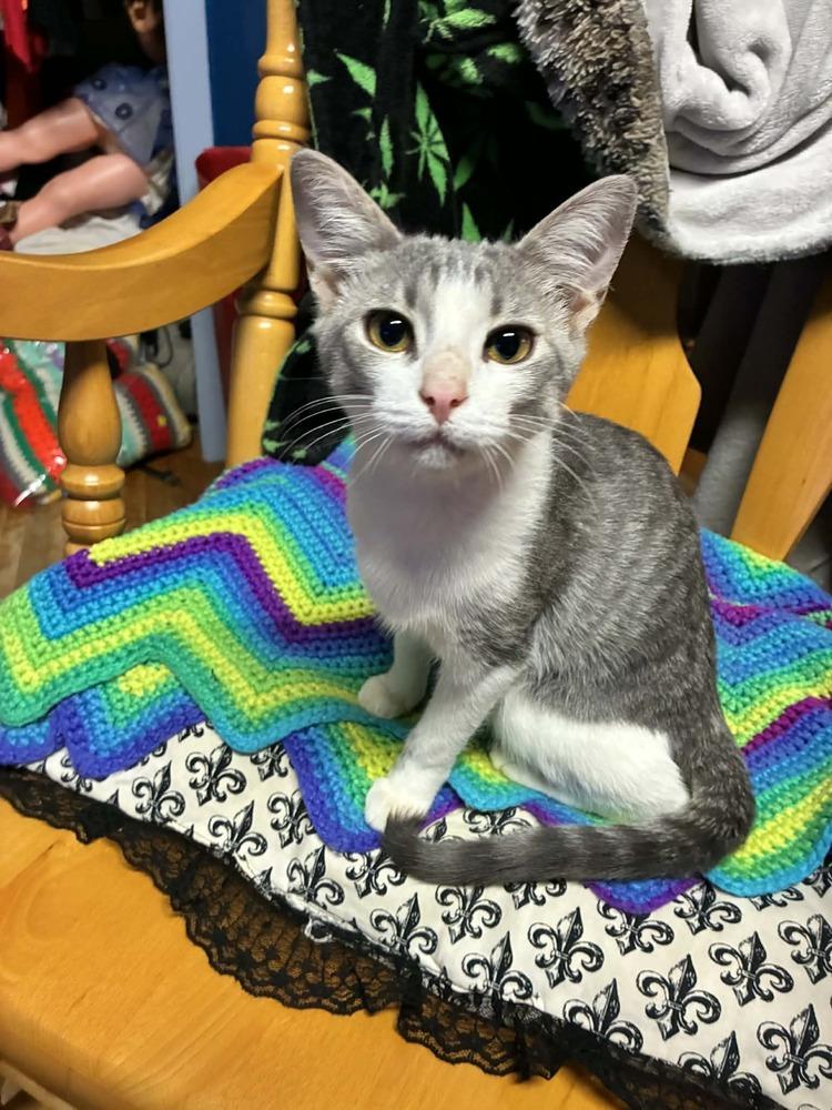 Enlarge Bubbles, a Adoptable mixed breed in Plumerville, AR image 2/3