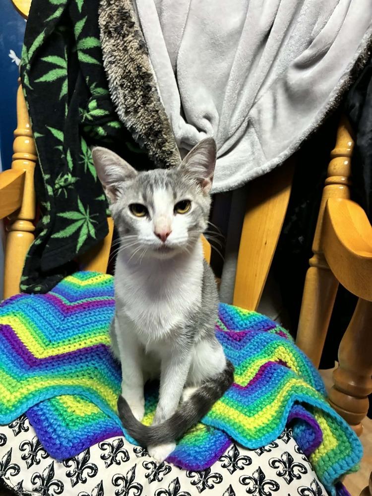 Enlarge Bubbles, a Adoptable mixed breed in Plumerville, AR image 3/3