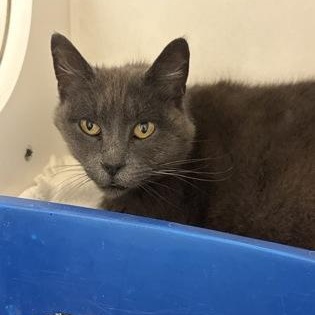Enlarge Smurfette, an adopted Domestic Short Hair in Springfield, MO image 1/1