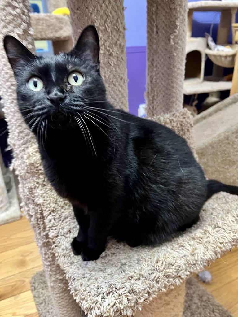 Raven, Adoptable, Adult Female Domestic Short Hair.
