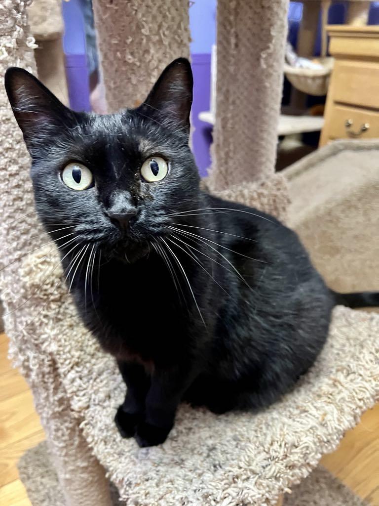 Raven, a Adoptable Domestic Short Hair in Port Washington, WI image 2/5