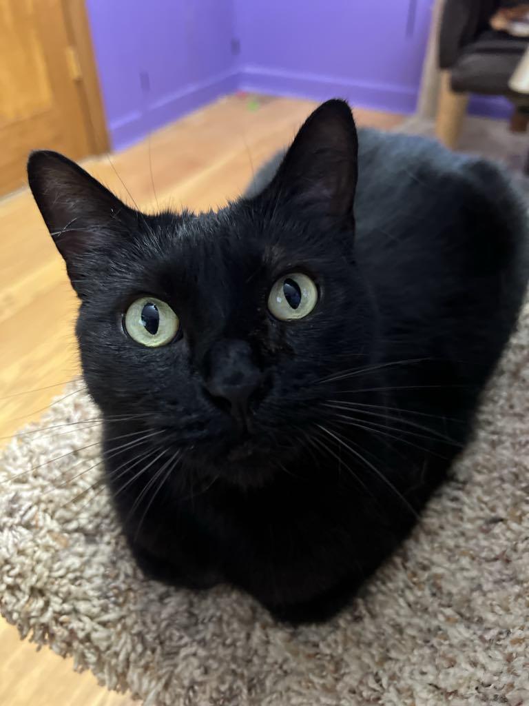 Raven, an adoptable Domestic Short Hair in Port Washington, WI, 53074 | Photo Image 3
