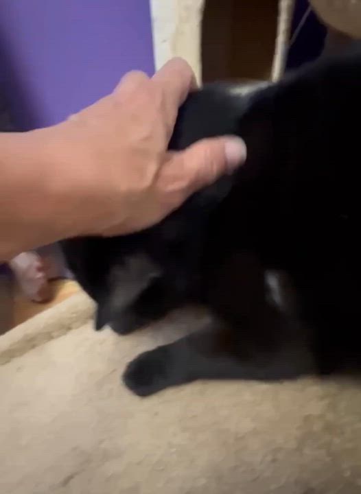 Enlarge Raven, a Adoptable Domestic Short Hair in Port Washington, WI video 4/5