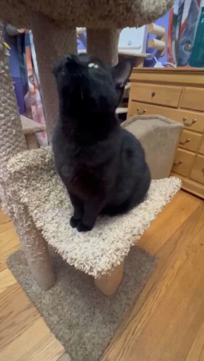 Enlarge Raven, a Adoptable Domestic Short Hair in Port Washington, WI video 5/5