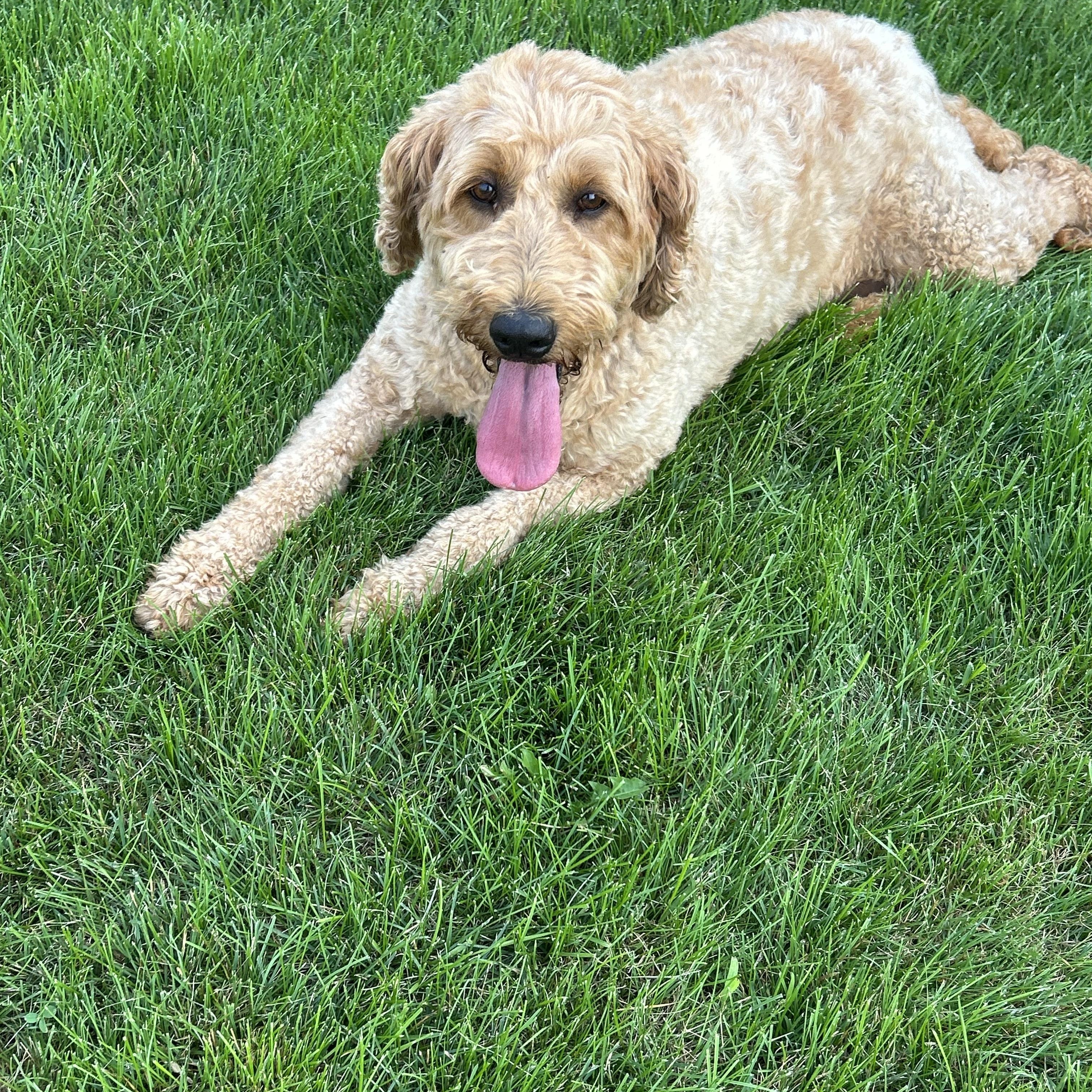 Bess 76 lbs, a Adoptable Goldendoodle in Antwerp, OH image 2/5