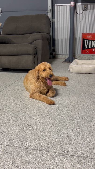 Enlarge Bess 76 lbs, a Adoptable Goldendoodle in Antwerp, OH video 5/5