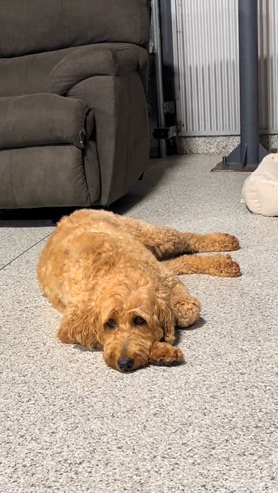 Enlarge Bess 76 lbs, a Adoptable Goldendoodle in Antwerp, OH video 4/5