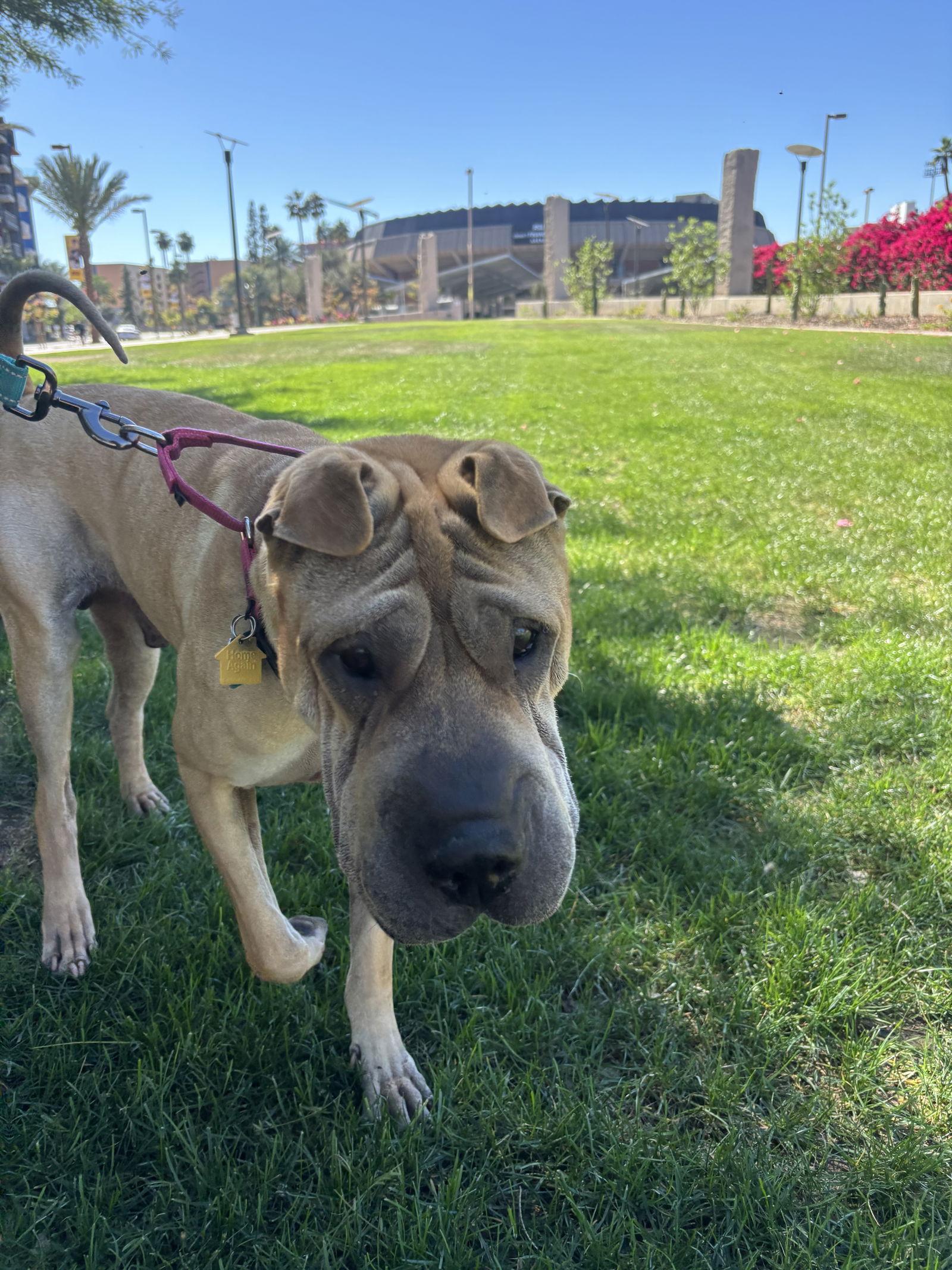 Scoobie, Adoptable, Adult Male Shar-Pei.