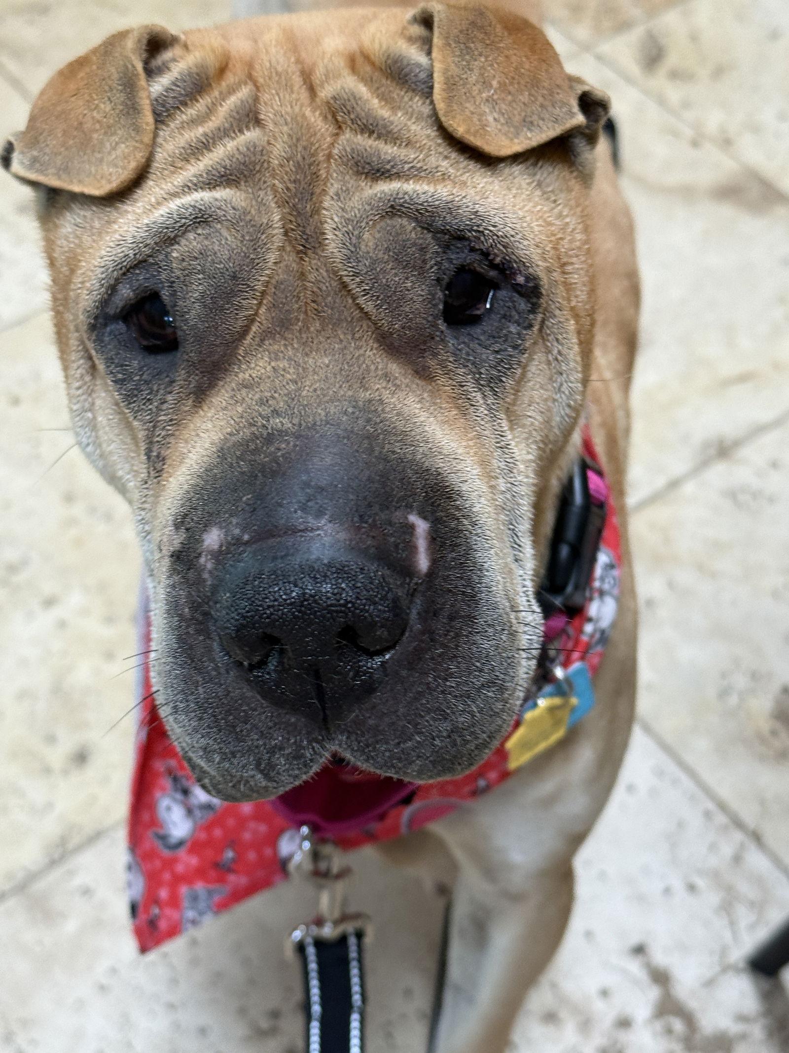 Scoobie, Adoptable, Adult Male Shar-Pei.