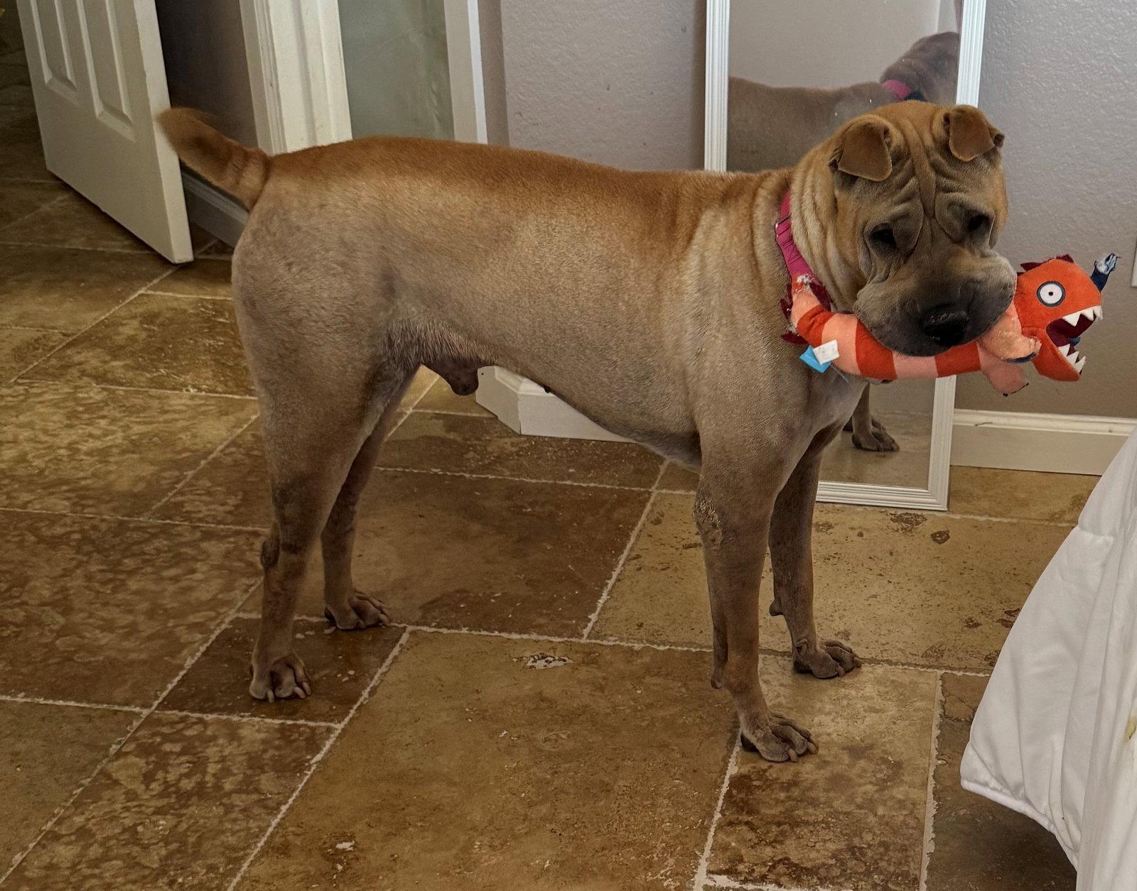 Scoobie, a Adoptable Shar-Pei in Phoenix, AZ image 1/3
