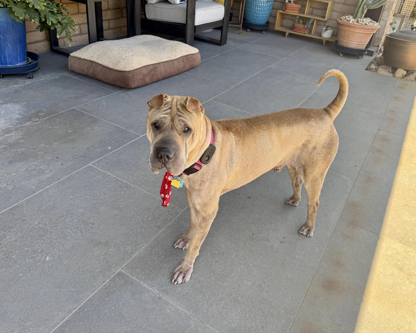 Scoobie, Adoptable, Adult Male Shar-Pei.