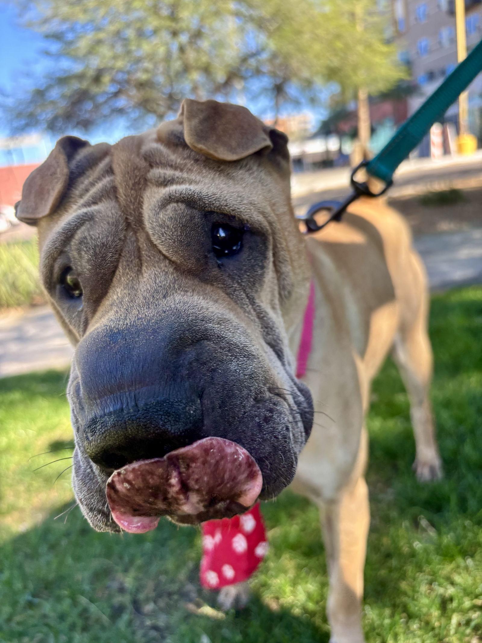 Enlarge Scoobie, a Adoptable Shar-Pei in Phoenix, AZ image 2/3