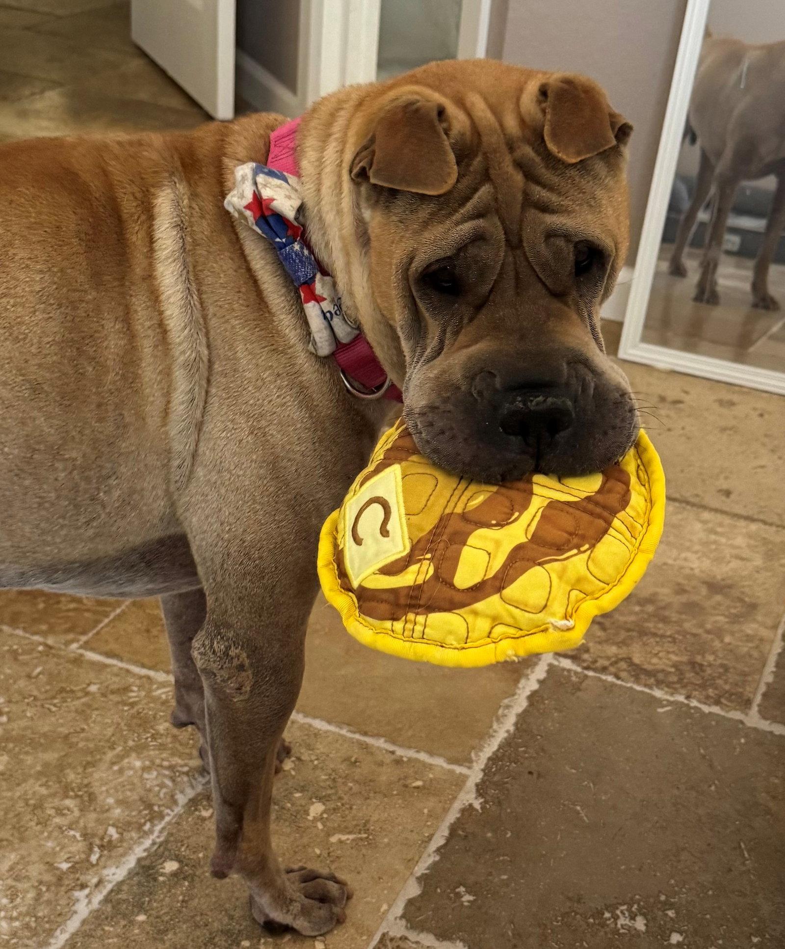 Scoobie, a Adoptable Shar-Pei in Phoenix, AZ image 3/3