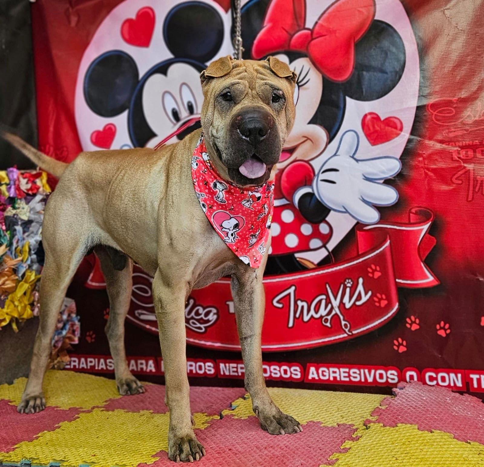 Enlarge Scoobie, a Adoptable Shar-Pei in Tempe, AZ image 2/3