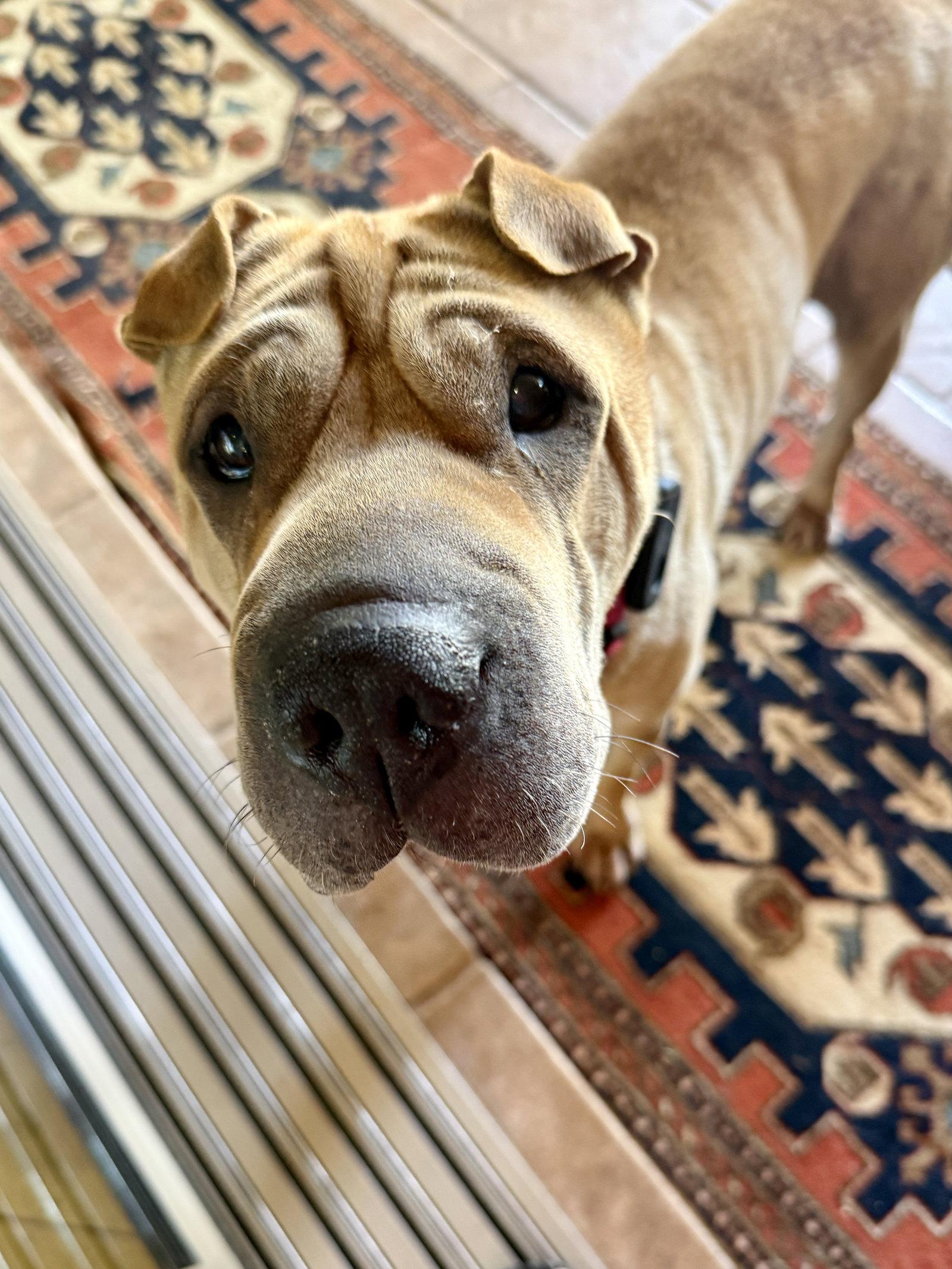 Enlarge Scoobie, a Adoptable Shar-Pei in Phoenix, AZ image 3/3