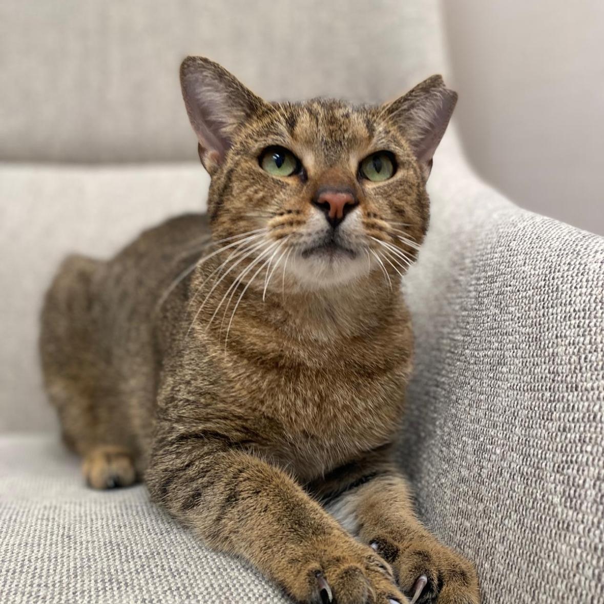 Miguel, adopted, Adult Male Domestic Short Hair.