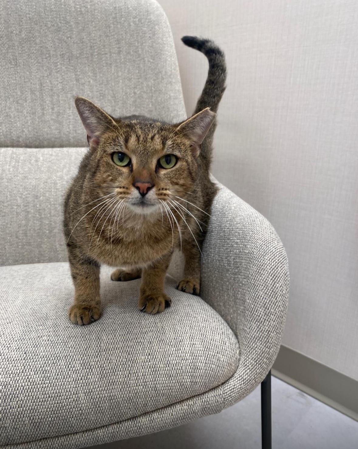 Miguel, an adopted Domestic Short Hair in Miami, FL image 3/6